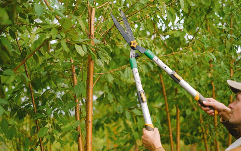 Tree trimming in Rogersville, MO